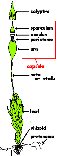 Photosynthesis | photosynthesis in plants | photosynthesis 