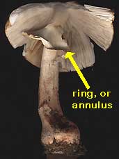 Mushroom ring