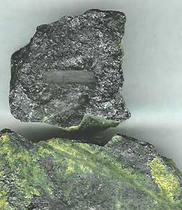 coal fossils