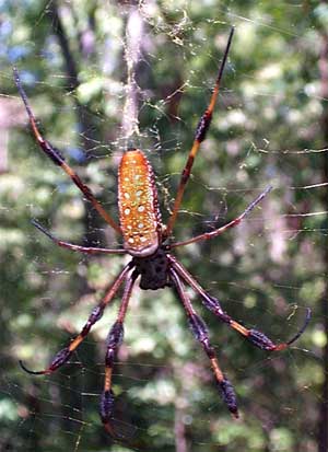 Golden Silk Spider, NEPHILA CLAVIPES