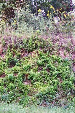 Japanese Climbing Ferns, LYGODIUM JAPONICUM