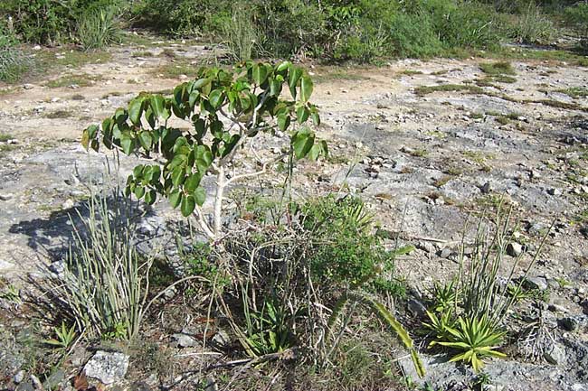 habitat of Mammillaria gaumeri