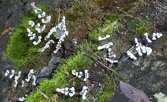 possibly Hemionitis candida