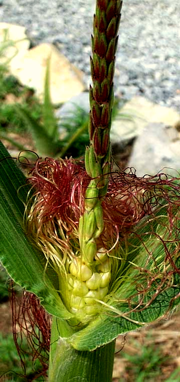 Zea mays, male flowers at tip of cob