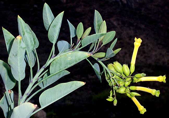 Tree Tobacco, NICOTIANA GLAUCA, flowers