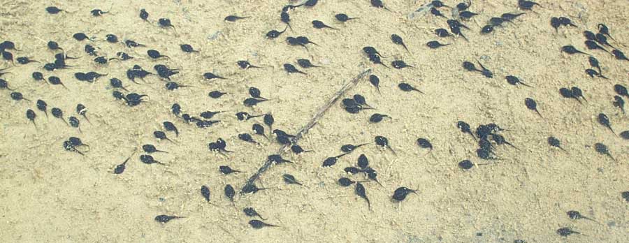 Giant Toad tadpoles