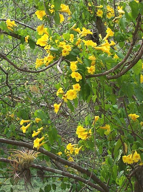 yellow vines flowering in texas Jim Conrad's Naturalist Newsletter