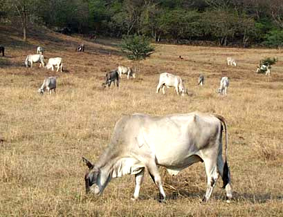 Zebu cattle