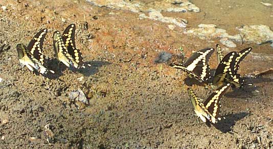 Giant Swallowtails, PAPILIO CRESPHONTES