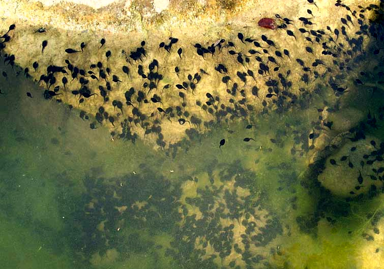 lots of tadpoles