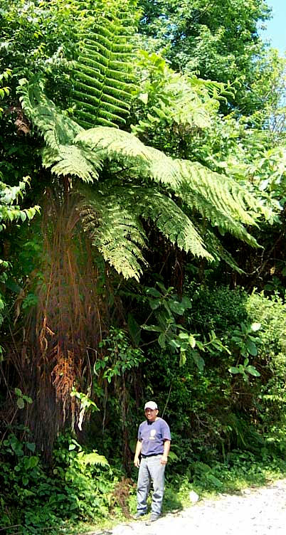 Tree Fern, LOPHOSORIA QUADRIPINNATA