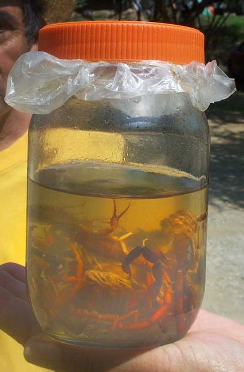 scorpions used for medicinal purposes
