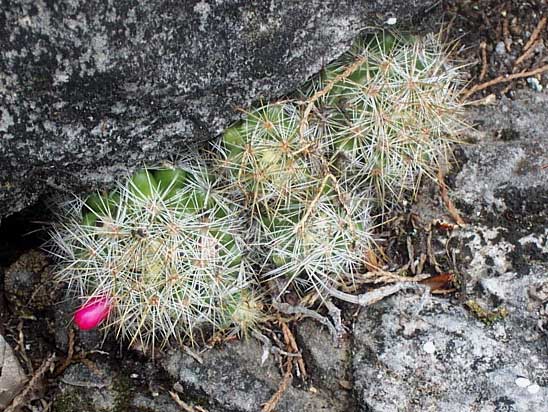 Nipple Cactus, MAMMILLARIA PROLIFERA