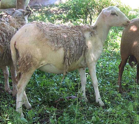 Katahdin Sheep