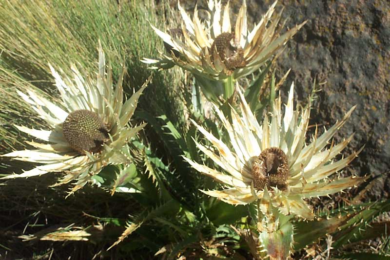 Eryngium proteiflorum