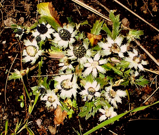 ERYNGIUM CARLINAE