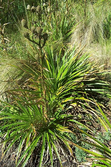 Eryngium alternatum