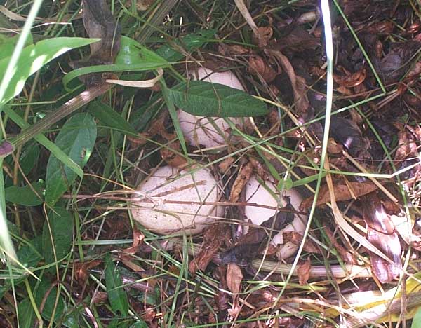 speckled turkey eggs