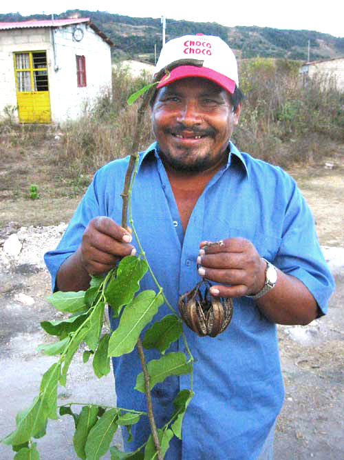 ARISTOLOCHIA MAXIMA, medicinal