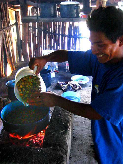 roasting Ramón fruits (Brosimum alicastrum) for making coffee