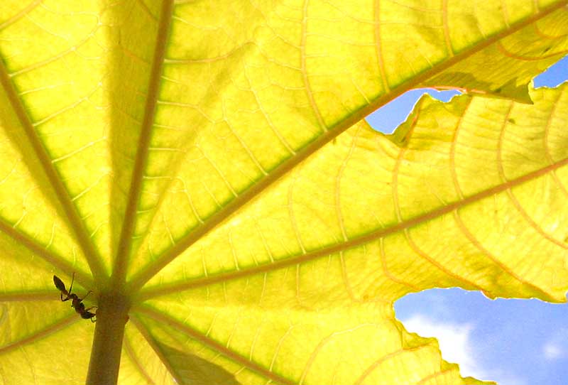 Ant beneath a leaf