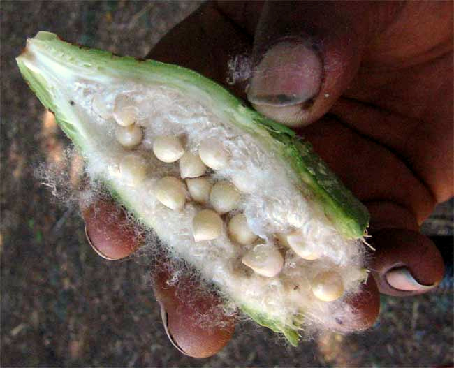 fruit of, probably, Shavingbrush-tree, PSEUDOBOMBAX ELLIPTICUM