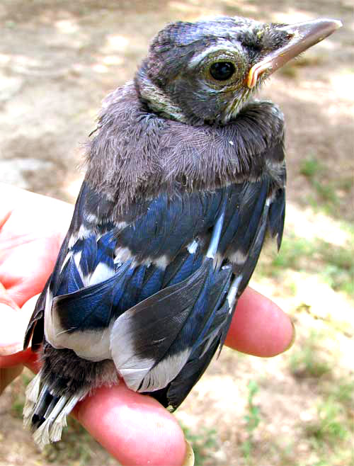 Blue Jay, Cyanocitta cristata, nestling