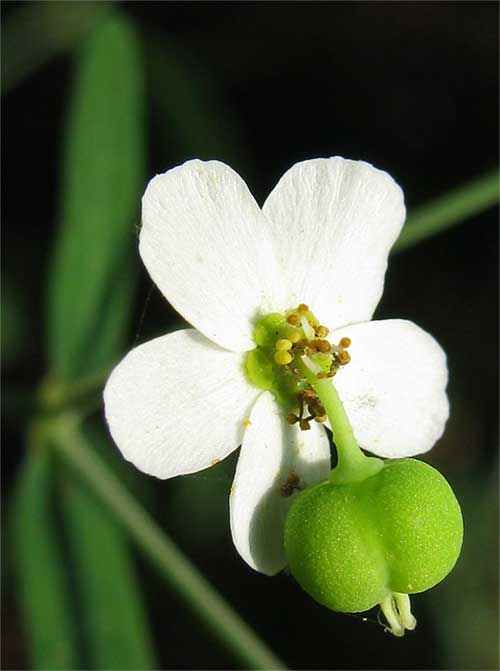 Flowering Spurge, Euphorbia cf. pubentissima