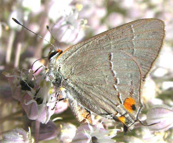 Gray Hairstreak, STRYMON MELINUS