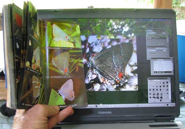identifying a Hairstreak with field guide and computer