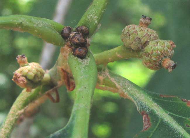 female flowers of White Oak, QUERCUS ALBA