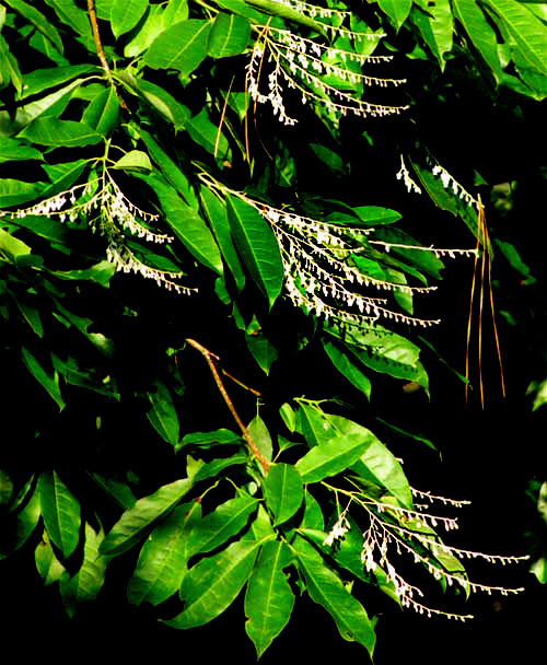 Sourwood, OXYDENDRUM ARBOREUM