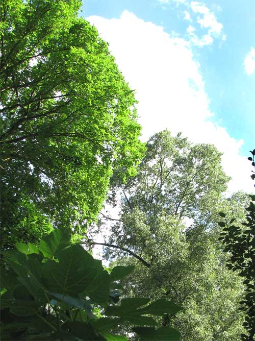 Cherrybark Oak, QUERCUS PAGODA