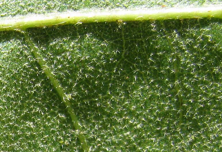 stellate hairs on Cherrybark Oak, QUERCUS PAGODA