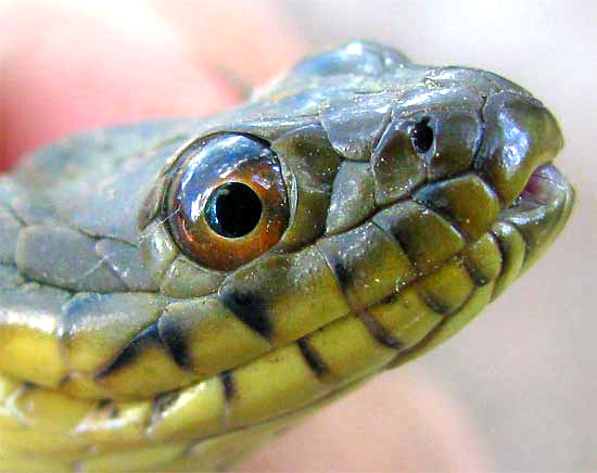 Diamond-Backed Water Snake, NERODIA RHOMBIFER, head showing scales