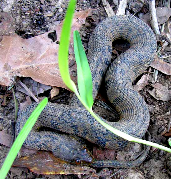 Diamond-Backed Water Snake, NERODIA RHOMBIFER