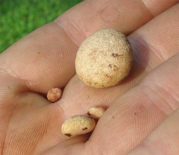 Dog Kidney Stones