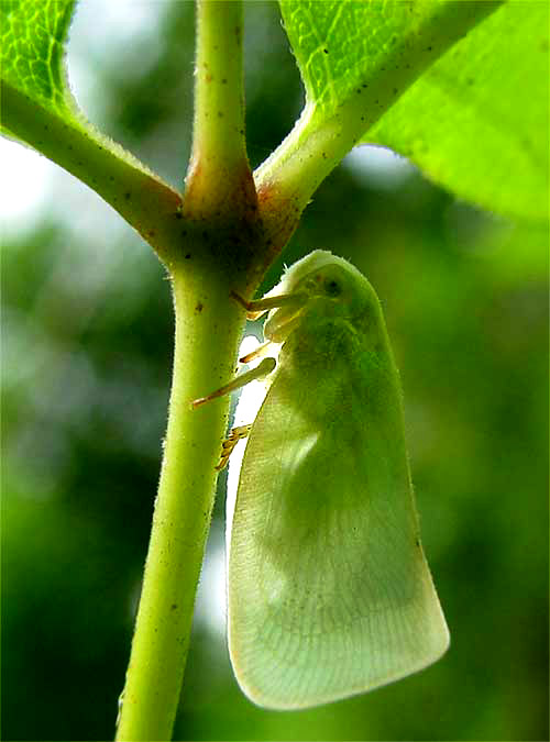 FLATID PLANTHOPPER