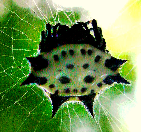 GASTERACANTHA spider