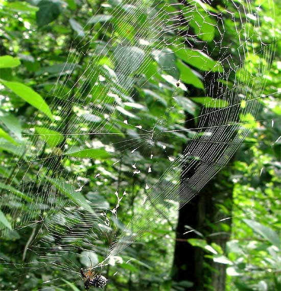 GASTERACANTHA spider web