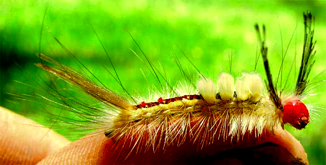 caterpillar of White-marked Tussock Moth, HEMEROCAMPA LEUCOSTIGMA