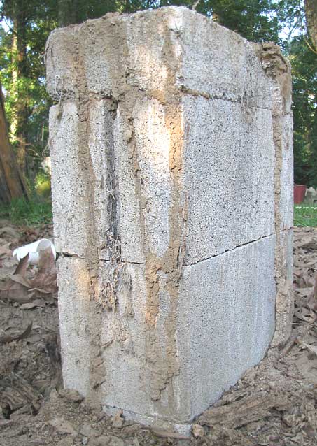 TERMITE MUD TUBES