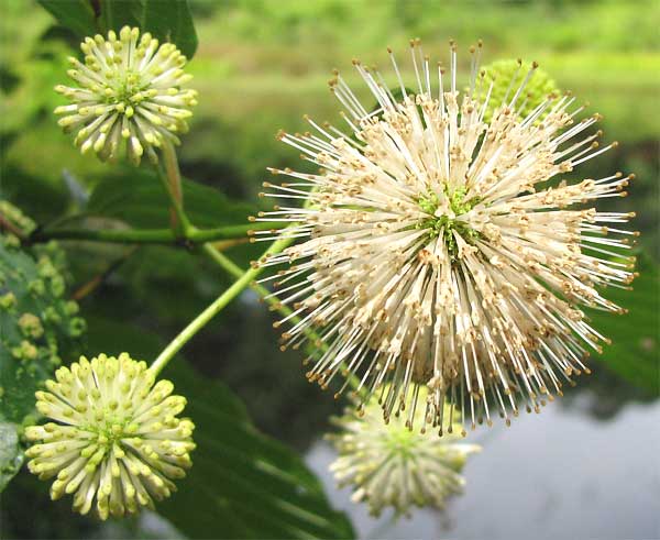 Buttonbush, CEPHALANTHUS OCCIDENTALIS, flowers