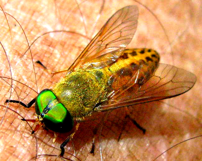 horsefly, genus TABANUS 