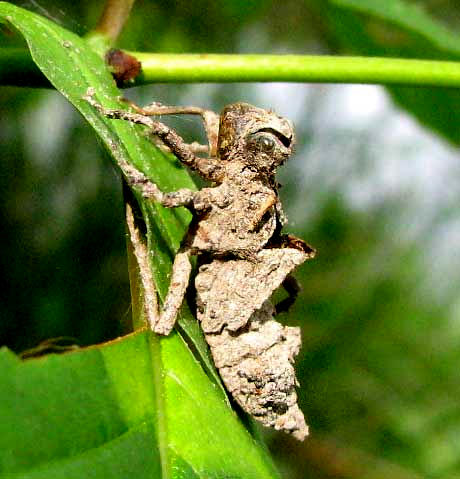 dragonfly nymph's discarded exoskeleton