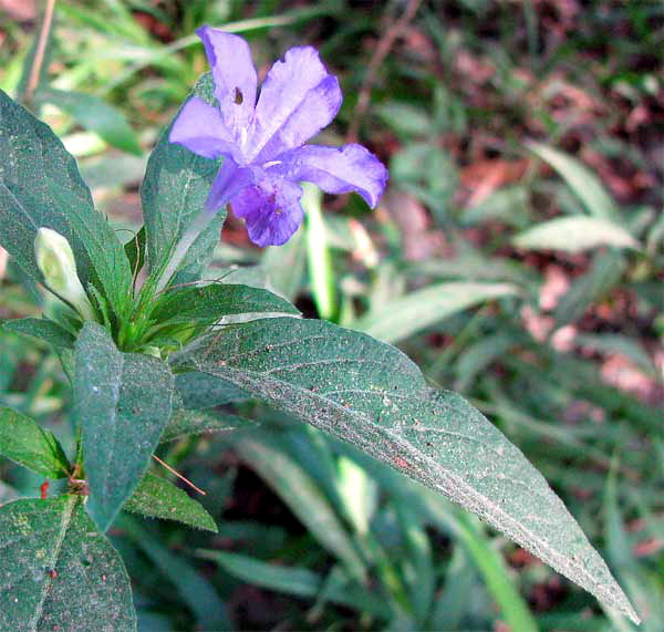 wild petunia, Ruellia cf. caroliniensis