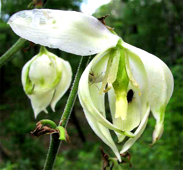 flowers of Curlyleaf Yucca, YUCCA FILAMENTOSA