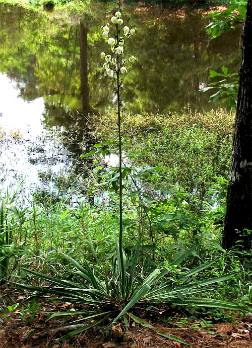 Gulf Coast Yucca, YUCCA LOUISIANENSIS