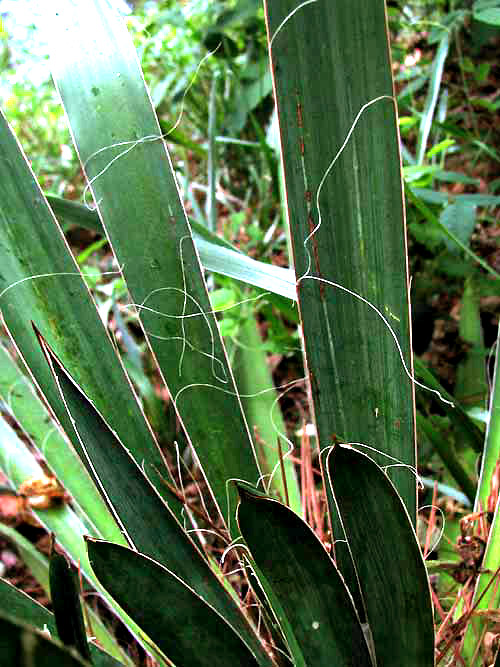 blade filaments of Curlyleaf Yucca, YUCCA FILAMENTOSA