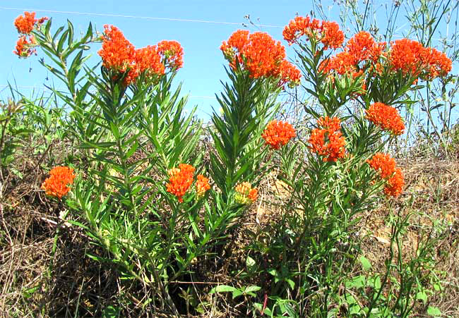 Butterfly Weed or Orange Milkweed, ASCLEPIAS TUBEROSA